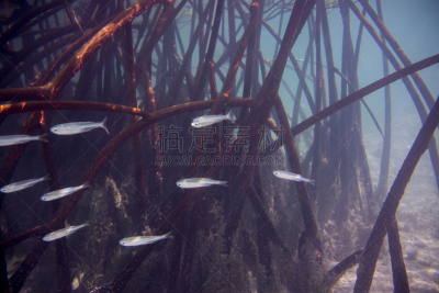 水下,红树林,凤尾鱼,海湾,水,水平画幅,美国红树,沼泽,生理盐水,巴哈马国