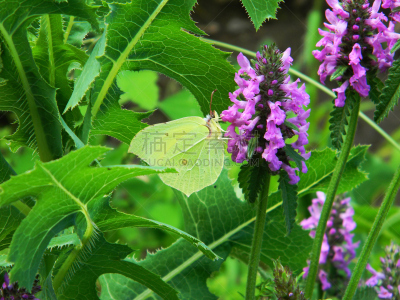 特写,紫色,黄色,clouded yellow butterfly,芦笋,美,水平画幅,无人,夏天,明亮
