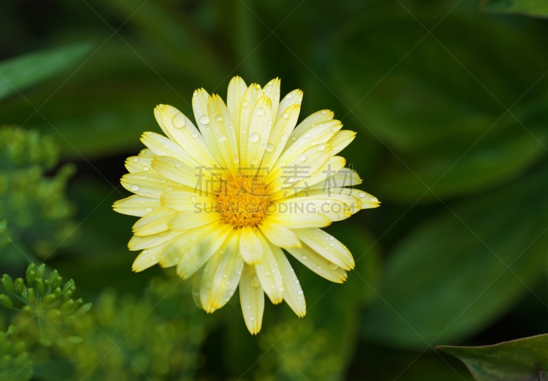 茴香,万寿菊,雏菊,莳萝,非洲菊,野金盏花,非洲雏菊,夏天,白色,彩色图片