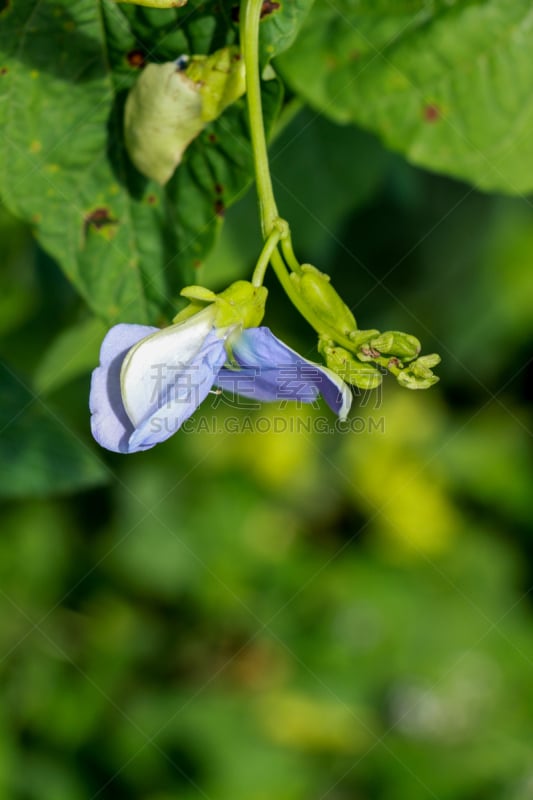 菜园,四角豆,农业,蔬菜,清新,长度,热带气候,食品,泰国,公主