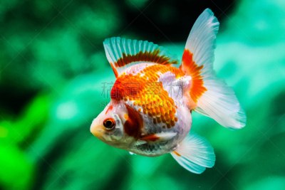 金鱼,鱼缸,暹罗斗鱼,水平画幅,无人,水下,家庭生活,动物身体部位,特写,前景聚焦