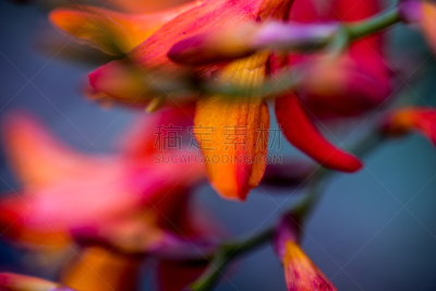 Crocosmia x crocosmiiflora