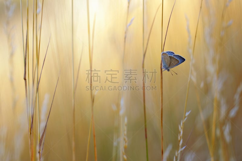 夏天,普通蓝蝴蝶,风景,美,水平画幅,蝴蝶,动物身体部位,工厂,野外动物,草