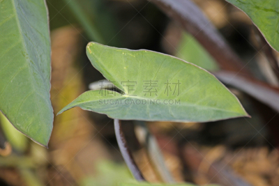 芋头,叶子,水平画幅,动物耳朵,泽泻目,动物身体部位,根茎类蔬菜,热带灌木,植物,2015年