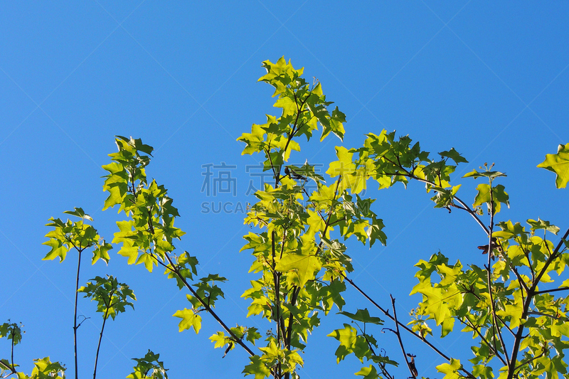 枫叶,伍德斯托克,无人,伍德斯托克音乐节,乌克兰,图像,水平画幅,blenheim palace,摄影