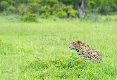 美洲豹,悄悄接近猎物,野生动物,水平画幅,无人,非洲,萨比沙地保护区,南非,野外动物,狩猎动物