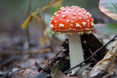 鹅膏菌,水平画幅,秋天,无人,有毒生物体,巨大的,斑点,户外,材料,生物学