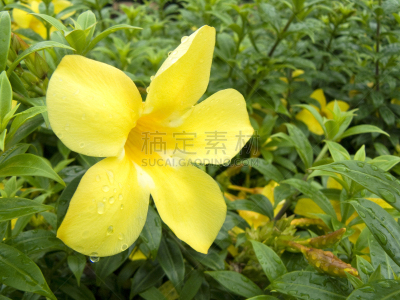 软枝黄蝉,美,芳香的,水平画幅,无人,夏天,特写,泰国,明亮,花蕾
