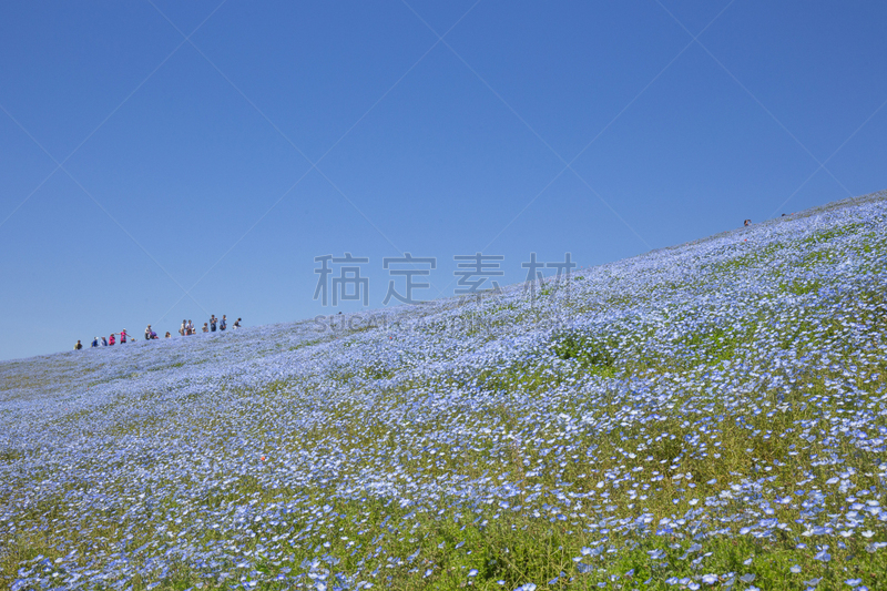 喜林草,日立海滨公园,花头,春天,植物,水平画幅,无人,紫色,baby blue eye flower,2015年