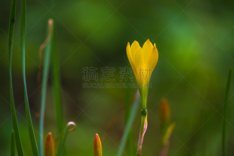 Yellow field flower