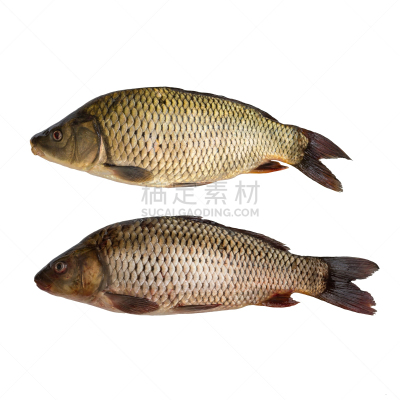 两个物体,湖,鱼类,白色背景,完整,动物的鳞,鲫鱼,鱼肉,生活方式,淡水鱼