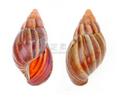 贝壳,留白,海滩,无人,旅途,热,热带气候,印度洋,动物,海鱼