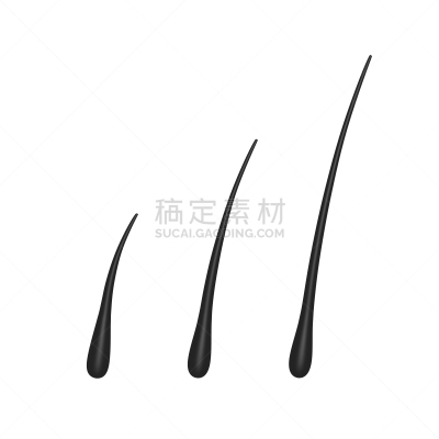 毛囊,留白,头皮,乳突,组物体,头发,白色,横截面,细胞