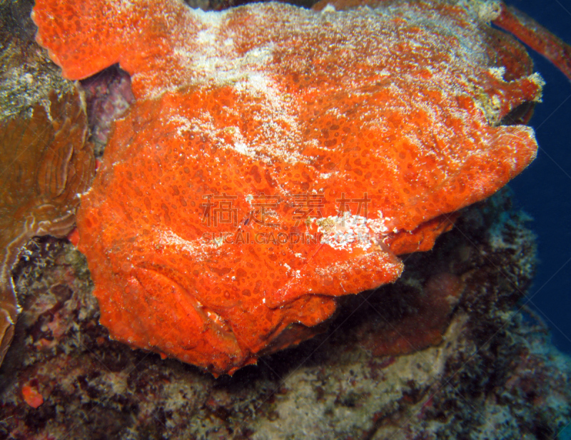 commerson's frogfish,襞鱼科,深海鮟鱇,礁石,水平画幅,无人,2015年,水下,野外动物,海洋生命