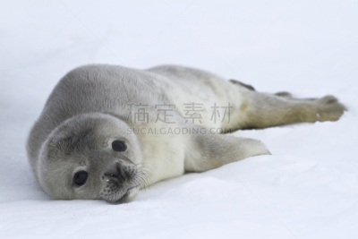 冰,小海豹,撒谎者,自然,野生动物,水平画幅,雪,海熊,无人,海洋生命