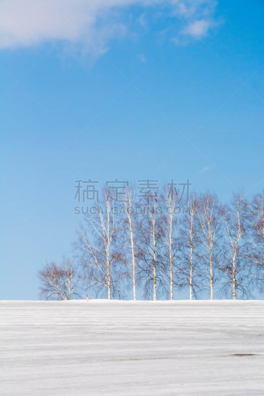 冬天,美瑛町,白桦,贺卡,雪,白桦树,春天,深雪,植物,背景