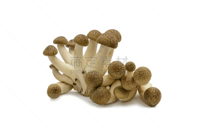 姬菇,白色背景,山毛榉树,自然,饮食,水平画幅,人,人群,背景分离,脆弱