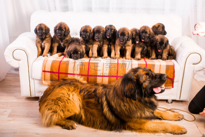 leonberger,小狗,白色,沙发,机敏,褐色,水平画幅,草,猎犬,动物主题