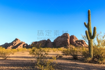 仙人掌,沙漠,帕帕格公园,自然,美国,水平画幅,绿色,地形,无人,蓝色