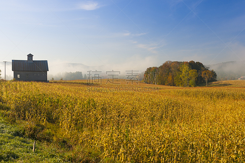 秋天,玉米,早晨,过时的,田地,谷仓,平衡折角灯,佛蒙特,水平画幅,夏天