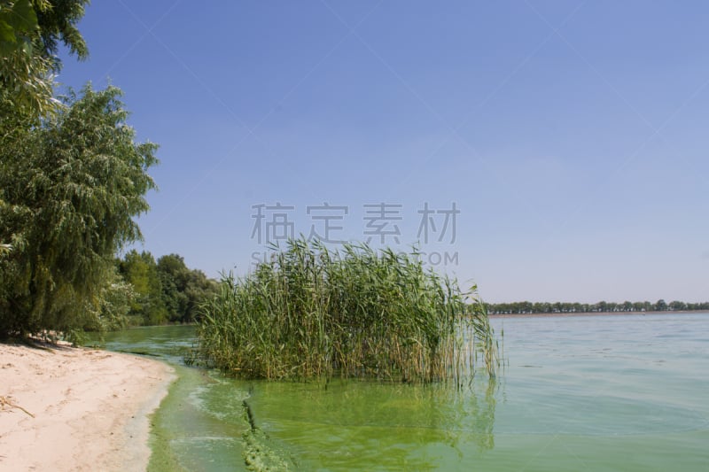 环境,池塘,浮游生物,生态多样性,垃圾,水,水平画幅,无人,花