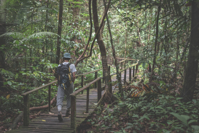 婆罗洲岛,雨林,阶调图片,徒步旅行,枝繁叶茂,马来西亚,热带气候,灌木,湿地,背包族
