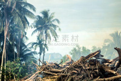 蓝塔岛,泰国,雨林,森林开伐,火,陆地,林间空地,甲米