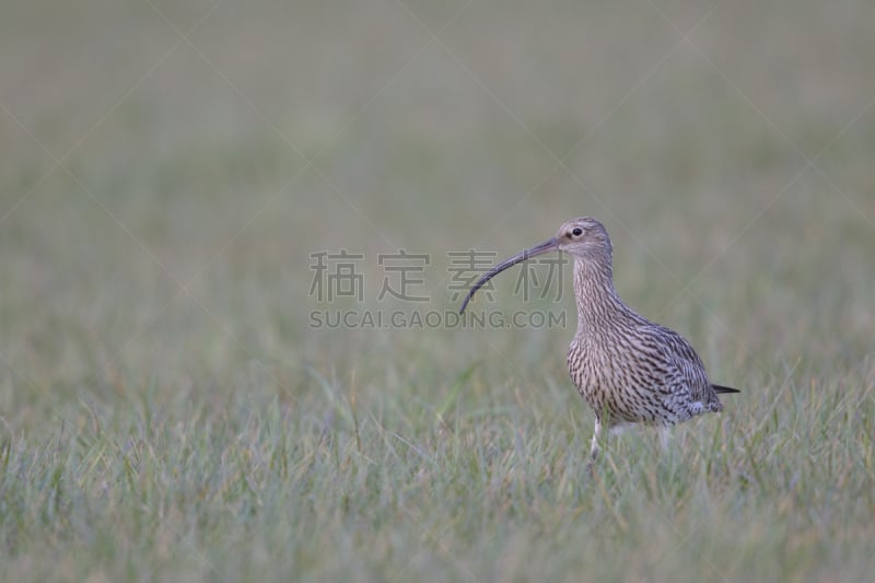 白腰杓鹬,草,从外向里看,相机,自然,低视角,水,野生动物,水平画幅,无人