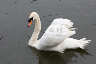 疣鼻天鹅,水,美,水平画幅,鸟类,动物身体部位,英格兰,野外动物,户外,湖