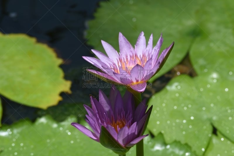 池塘,粉色,睡莲,越南,热带气候,荷花,湖,植物,背景,夏天