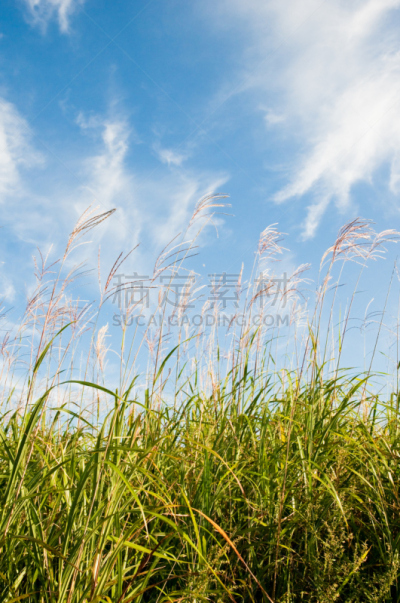 潘帕斯大草原,日本,箱根湿地植物园,箱根园,富士箱根伊豆国立公园,垂直画幅,天空,留白,无人,户外