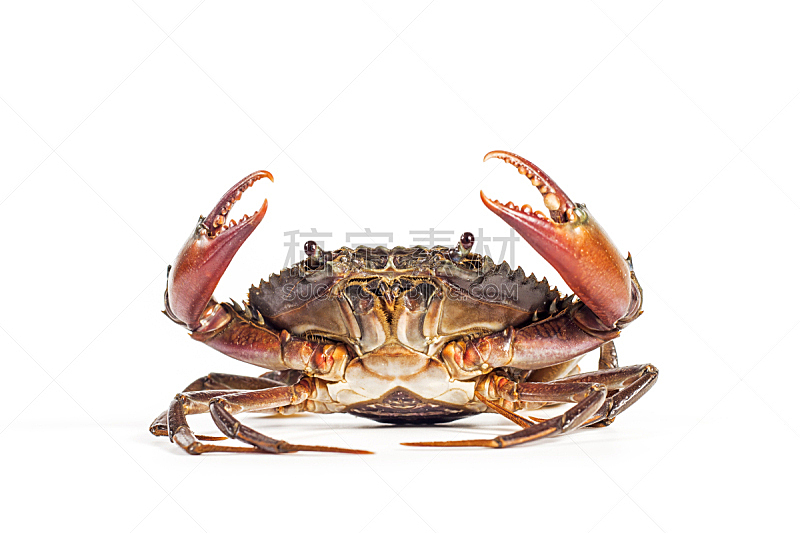 The crab on the white background.