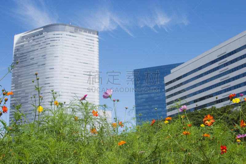 大波斯菊,水平画幅,秋天,无人,滨离宫园,汐留区,摄影,花