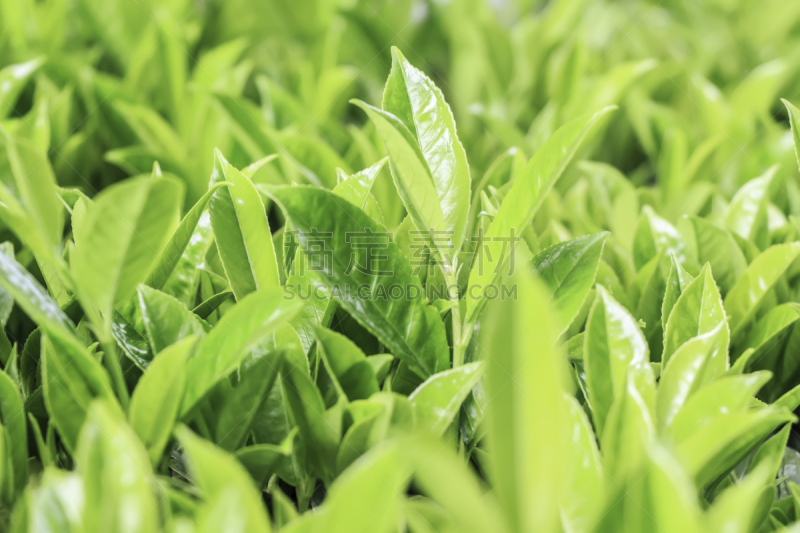 茶树,叶子,花蕾,水平画幅,枝繁叶茂,阿萨姆,无人,健康,户外,特写
