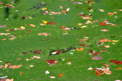 藻青菌,大特写,水,水平画幅,无人,湿,夏天,生物学,湖,草