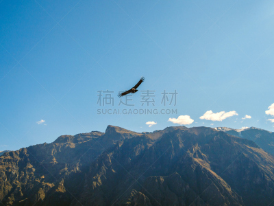 秃鹰,科尔卡峡谷,视角,天空,印加人文明,水平画幅,云,雪,鸟类,户外