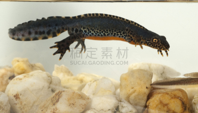 蝾螈,阿尔卑斯山,普通蝾螈,水,野生动物,水平画幅,无人,野外动物,德国,两栖纲