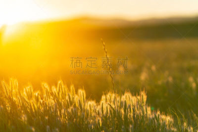 金色,地形,背面视角,环境,天气,草,夏天,户外,天空,晴朗