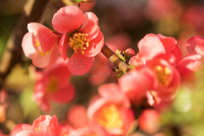 温柏,皱皮木瓜,枝,花朵,美,芳香的,水平画幅,无人,五月,蔷薇科