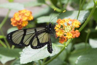 蝴蝶,星斑透翅蝶,butterfly garden,美,美国,水平画幅,绿色,无人,色彩鲜艳,玻璃