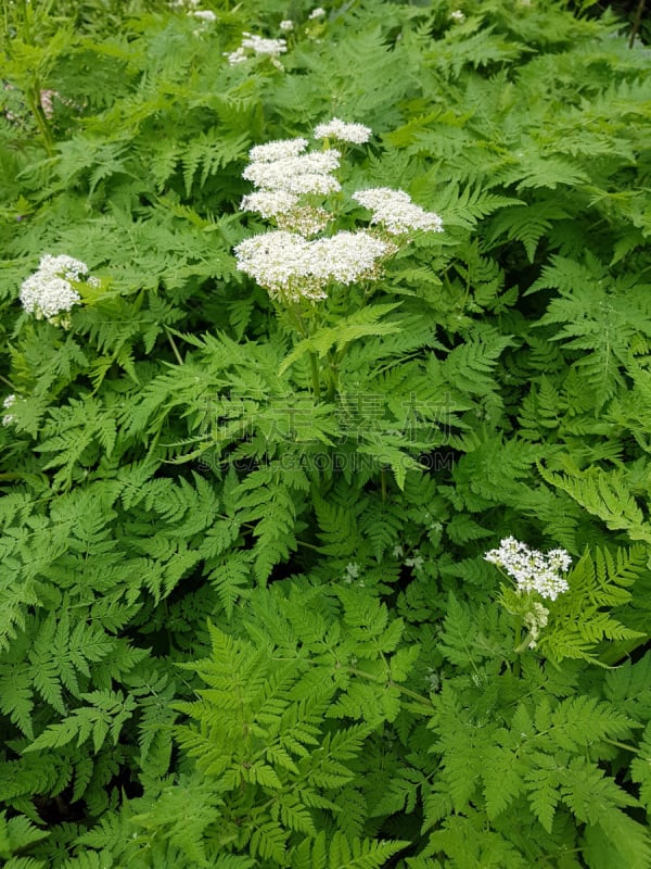 山萝卜,甜没药,自然,草本,香料,垂直画幅,甜菊,图像,埃森,花头