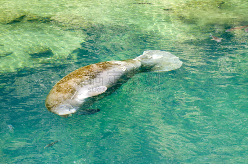 海牛,外肛苔藓虫,佛罗里达海牛,pectoral fin,海牛目,墨西哥湾,食草动物,平视角,海洋生命,野生动物