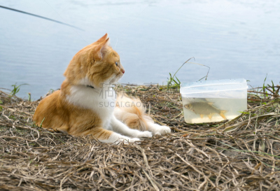 鱼类,姜黄色的猫,捕获的,时间,水,水平画幅,罗奇鱼,水下,捕捞鱼,夏天