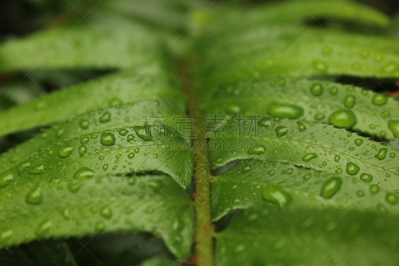 水,剑,蕨藻体,剑 fern,复叶,自然,宁静,水平画幅,绿色,无人