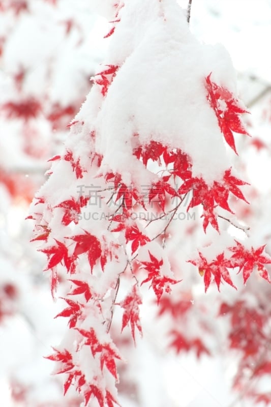 秋天,染料,银色,垂直画幅,雪,无人,葡萄树枫木,户外,北海道,镜头眩光