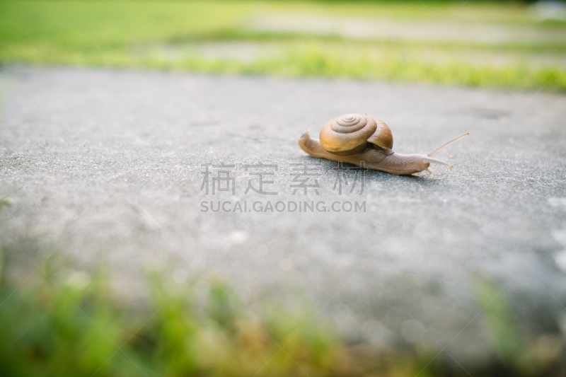 蜗牛,室内地面,褐色,水平画幅,无人,动物身体部位,眼柄,户外,生物学,草