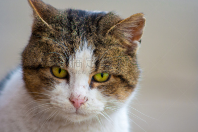 动物头,猫,特写,黄眼睛,自然美,圣伯纳犬,可爱的,波兰,背景分离,肖像