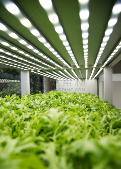 植物,工厂,农业,温度计,物联网,垂直画幅,中国,无人,植物学,摄影