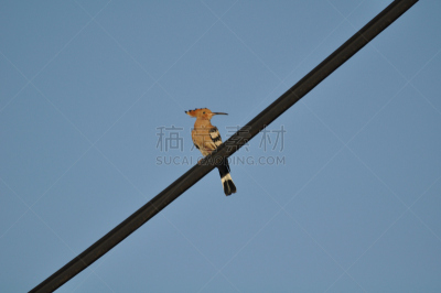 戴胜鸟,佩塔提克瓦,自然,天空,野生动物,水平画幅,无人,蓝色,鸟类,2015年