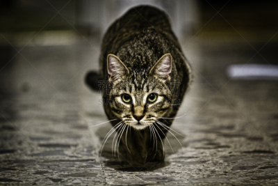 疯狂,动物扑击,虎纹,野兽游荡,悄悄接近猎物,推镜头,猫,水平画幅,走廊,男性